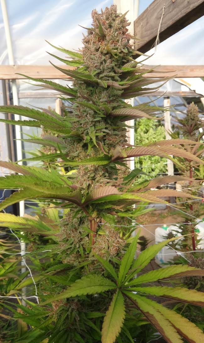 Ace Seeds - Red Sapphire (fem.)