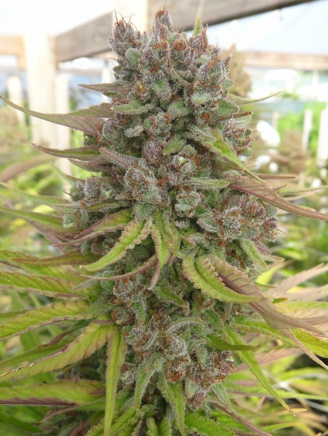 Ace Seeds - Red Sapphire (fem.)