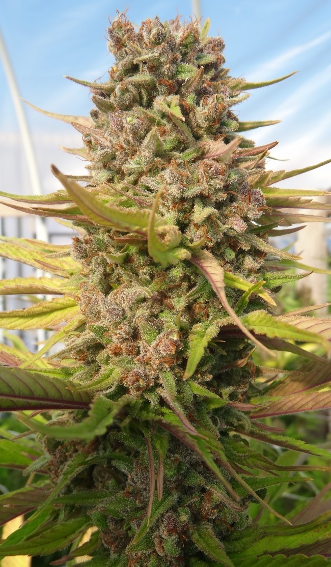 Ace Seeds - Red Sapphire (fem.)