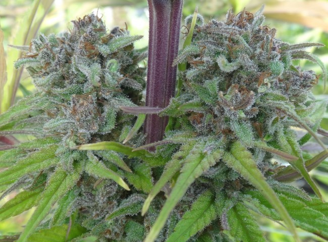 Ace Seeds - Red Sapphire (fem.)
