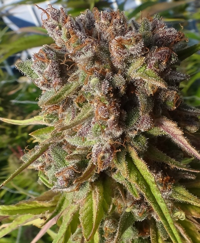 Ace Seeds - Red Sapphire (fem.)