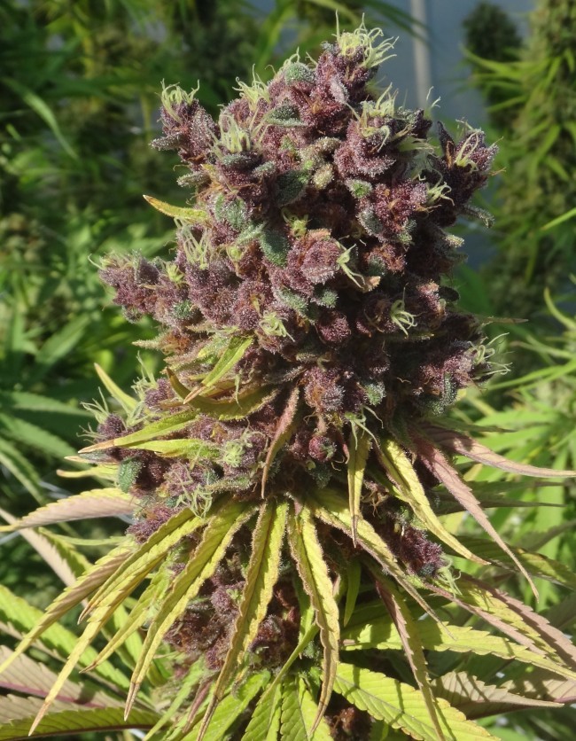 Ace Seeds - Red Sapphire (fem.)