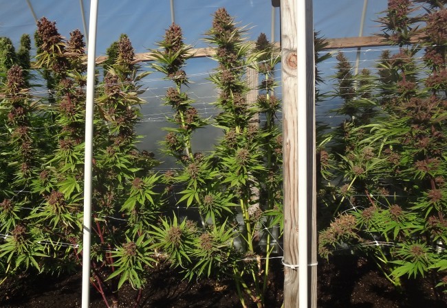 Ace Seeds - Red Sapphire (fem.)
