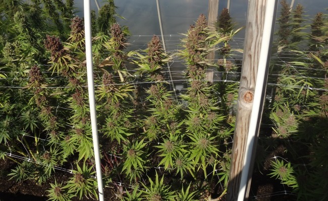 Ace Seeds - Red Sapphire (fem.)