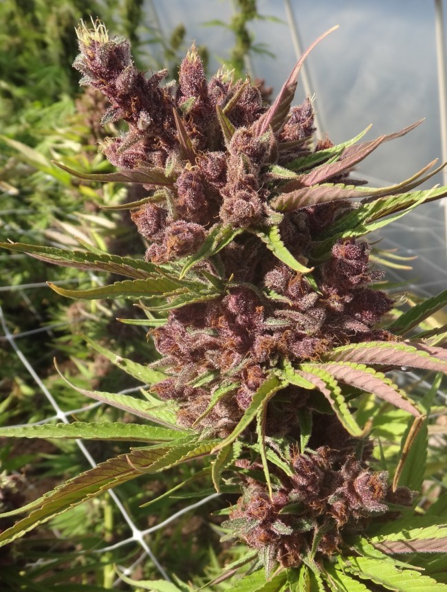Ace Seeds - Red Sapphire (fem.)
