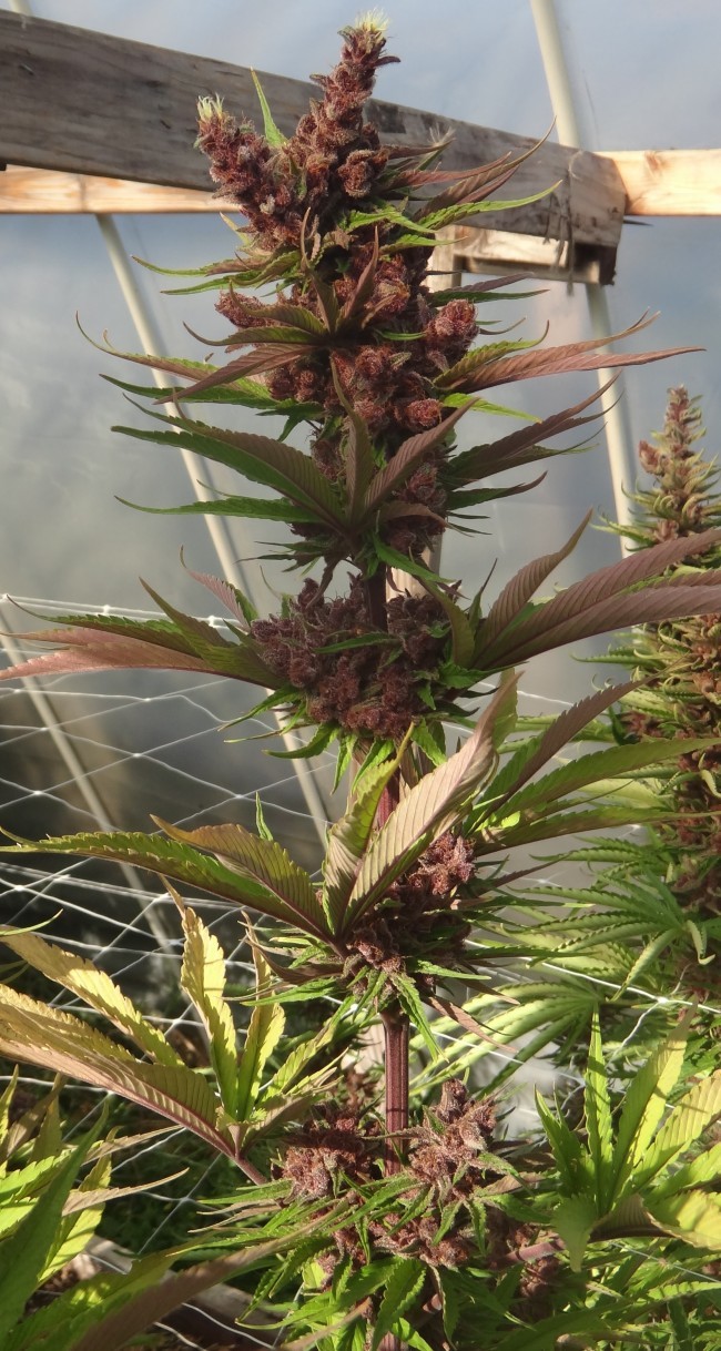 Ace Seeds - Red Sapphire (fem.)