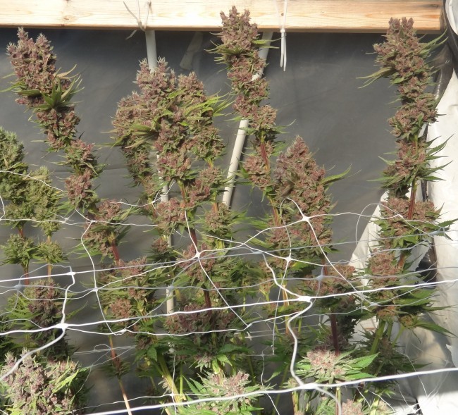 Ace Seeds - Red Sapphire (fem.)
