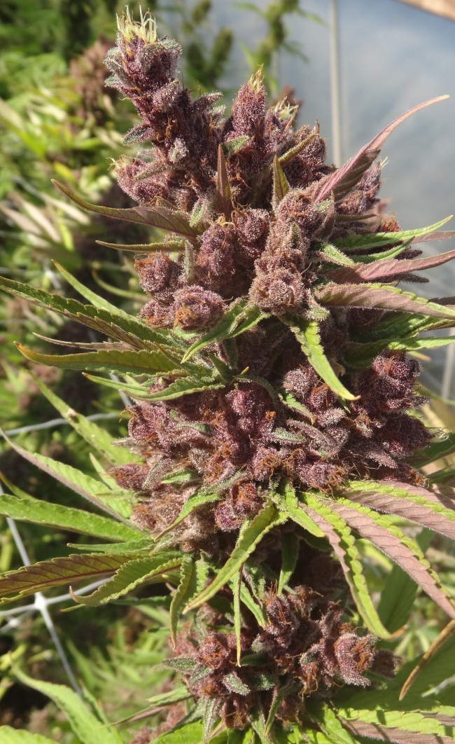 Ace Seeds - Red Sapphire (fem.)