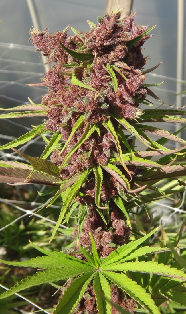 Ace Seeds - Red Sapphire (fem.)