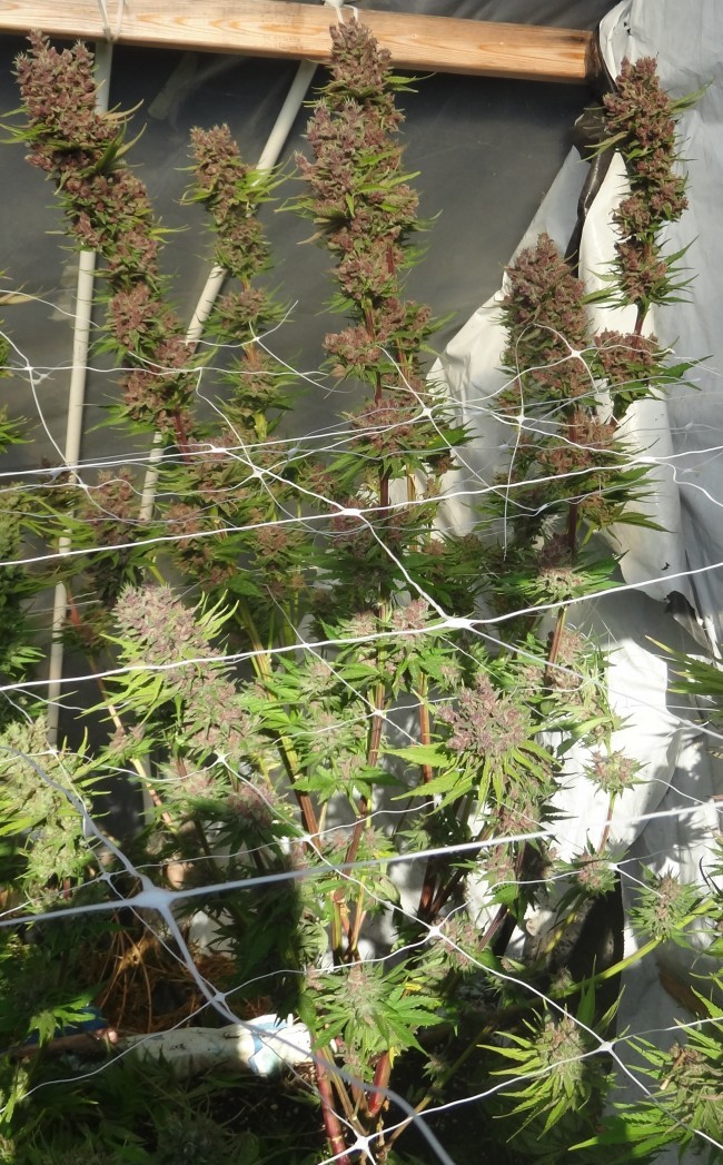 Ace Seeds - Red Sapphire (fem.)