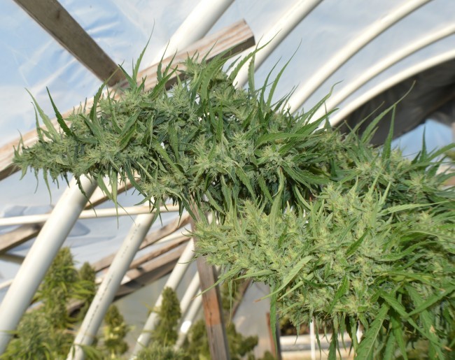 Ace Seeds - Super Malawi Haze (fem.)