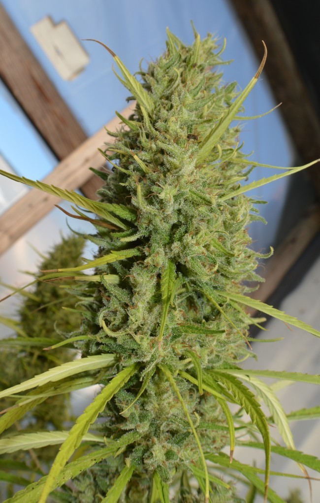 Ace Seeds - Super Malawi Haze (fem.)