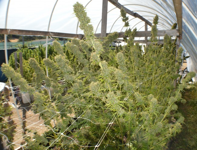 Ace Seeds - Zamal Bliss (fem.)