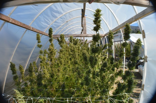 Ace Seeds - Zamal Bliss (fem.)