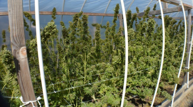 Ace Seeds - Zamal Bliss (fem.)