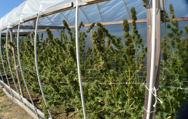 Ace Seeds - Zamal Bliss (fem.)