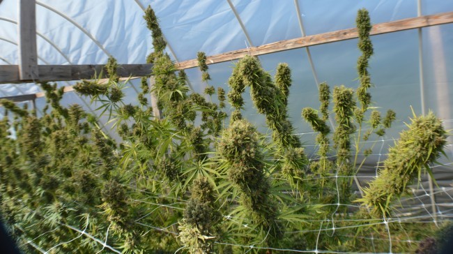 Ace Seeds - Zamal Bliss (fem.)