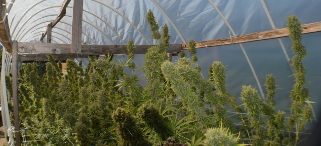 Ace Seeds - Zamal Bliss (fem.)