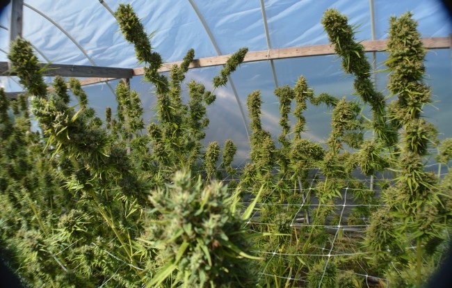 Ace Seeds - Zamal Bliss (fem.)
