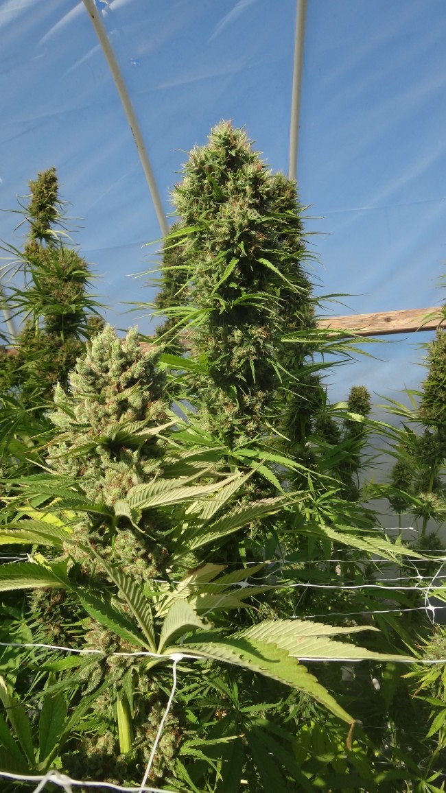Ace Seeds - Zamal Bliss (fem.)