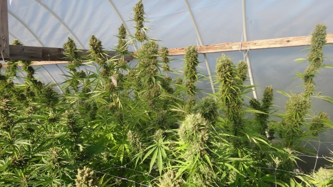 Ace Seeds - Zamal Bliss (fem.)