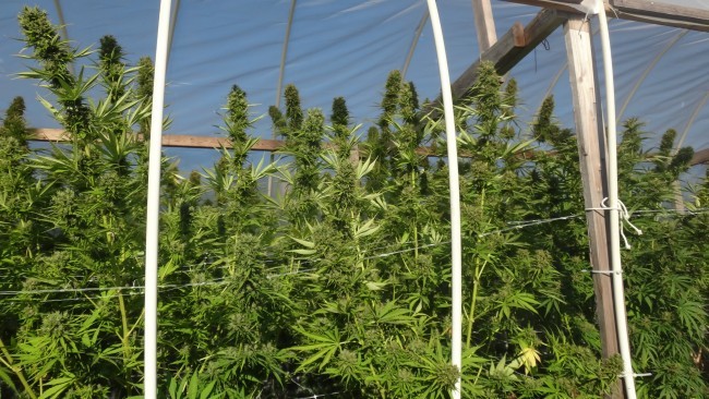Ace Seeds - Zamal Bliss (fem.)