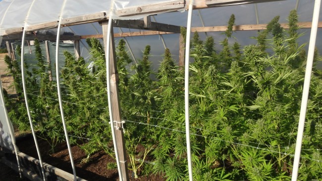 Ace Seeds - Zamal Bliss (fem.)