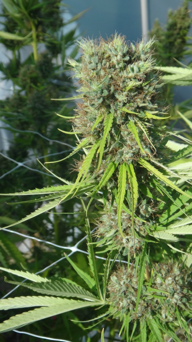 Ace Seeds - Zamal Bliss (fem.)