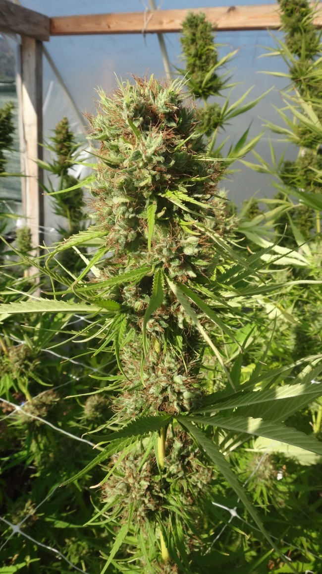 Ace Seeds - Zamal Bliss (fem.)