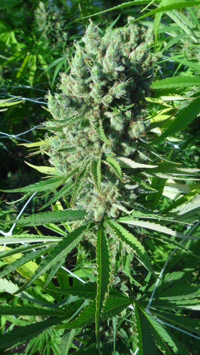 Ace Seeds - Zamal Bliss (fem.)