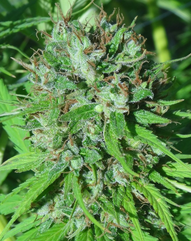 Ace Seeds - Zamal Bliss (fem.)