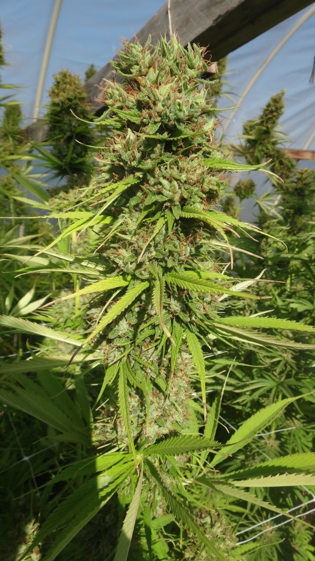 Ace Seeds - Zamal Bliss (fem.)