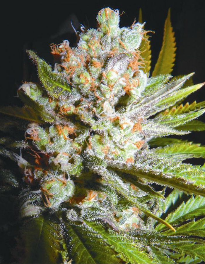 Biohazard Seeds - Auto 4:20 (auto/fem.)