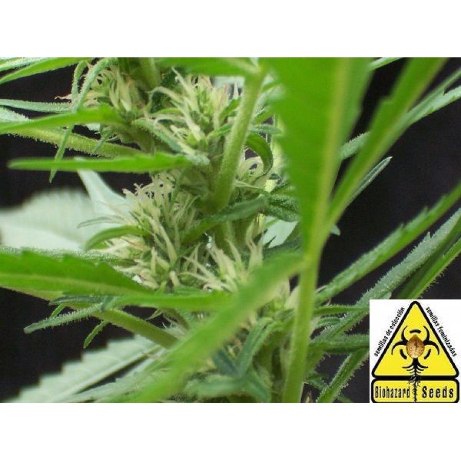 Biohazard Seeds - Auto Power (auto/fem.)
