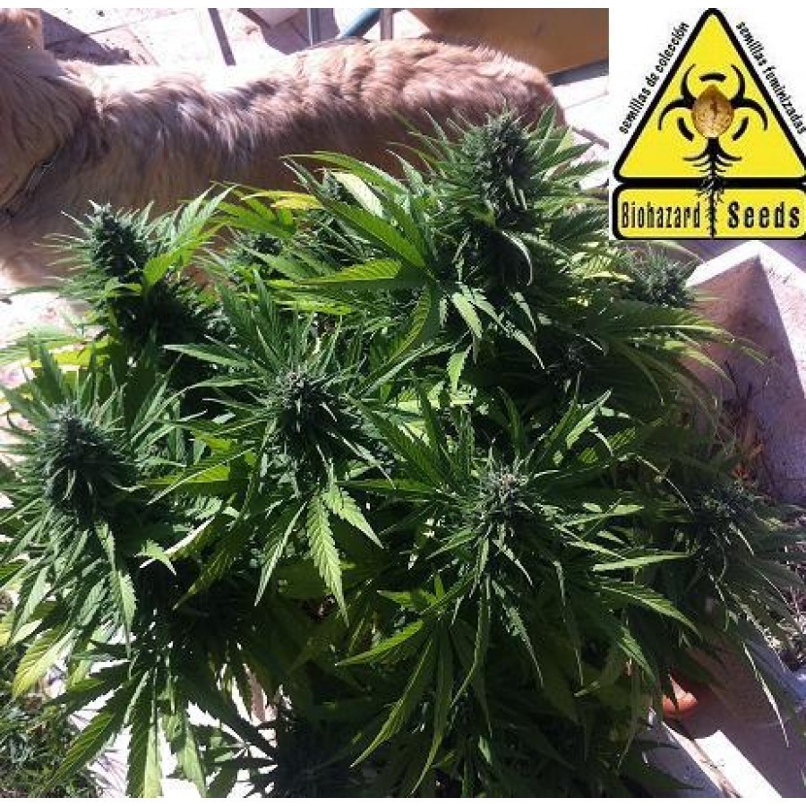 Biohazard Seeds - Auto Power (auto/fem.)