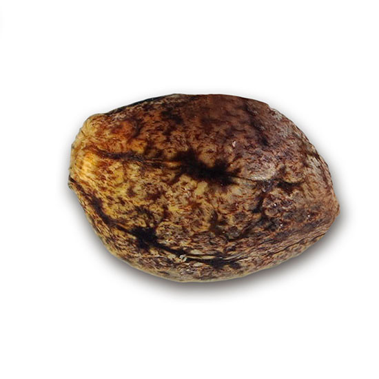 Delicious Seeds - Critical Sensi Star Early Version (fem.)