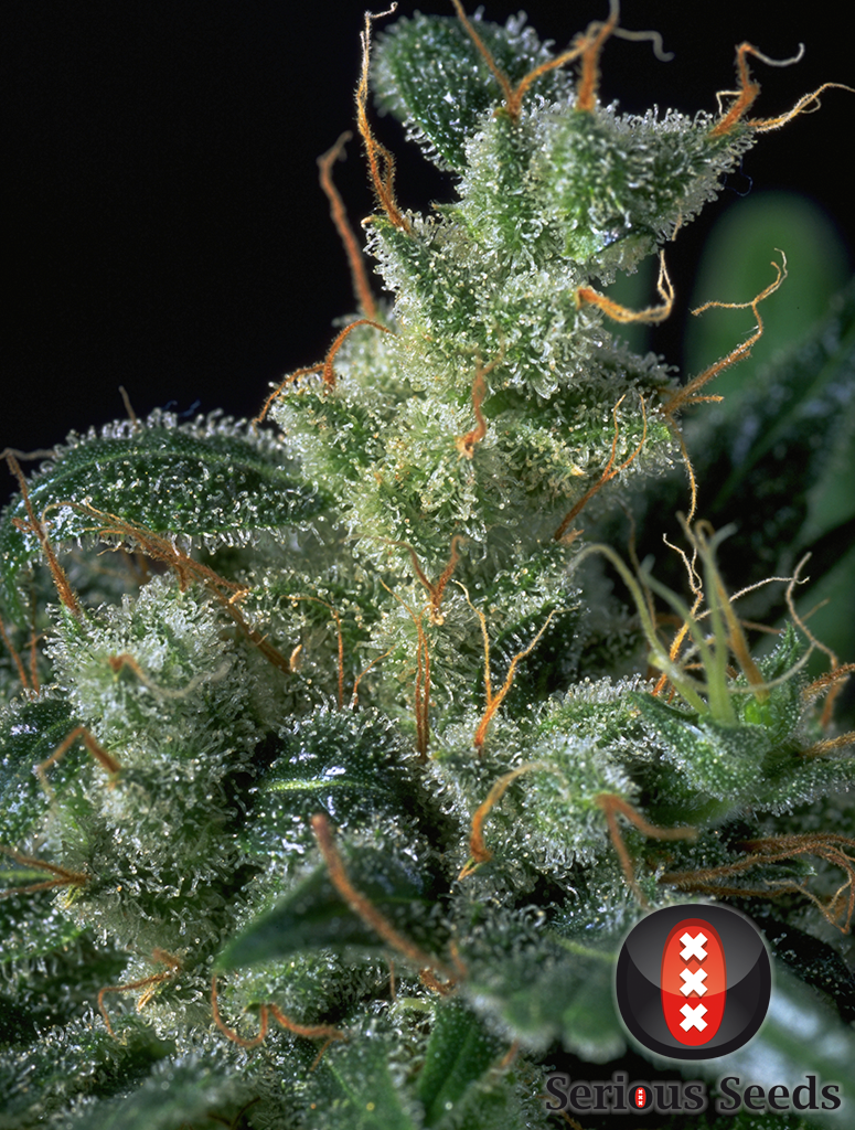 Serious Seeds - Kali Mist (reg.)