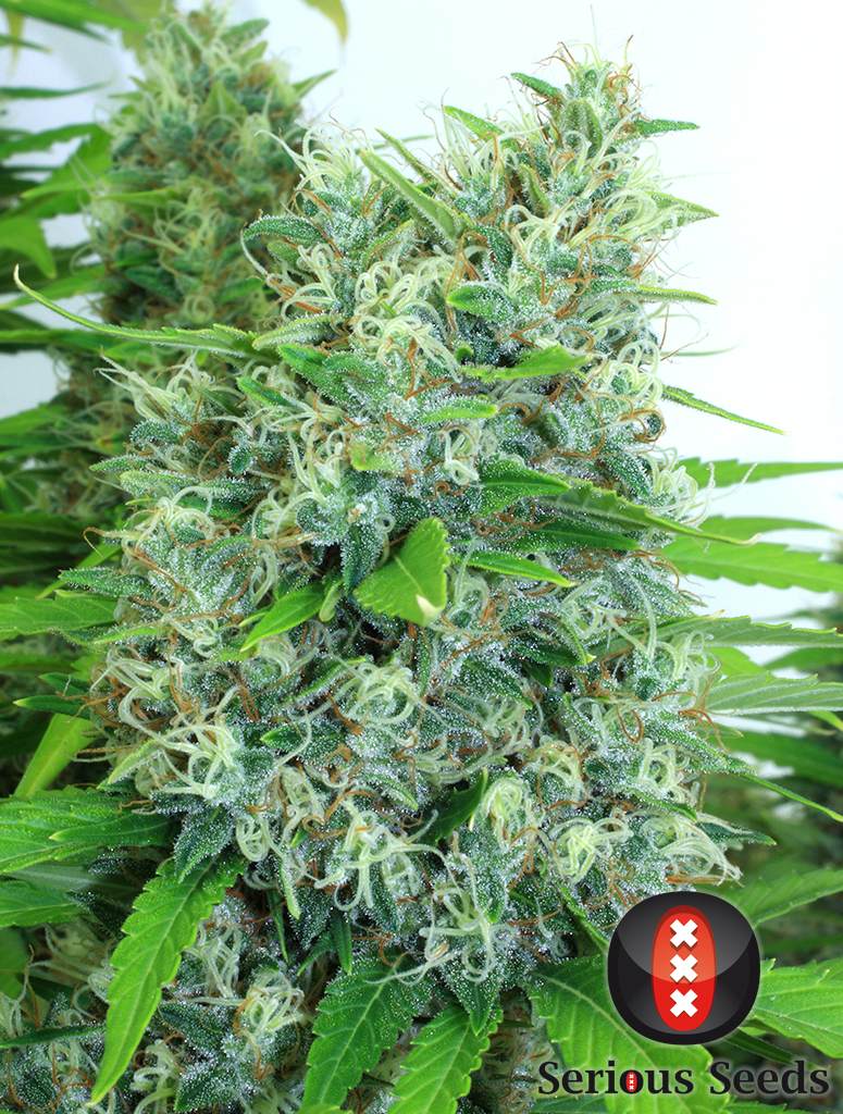 Serious Seeds - Kali Mist (reg.)