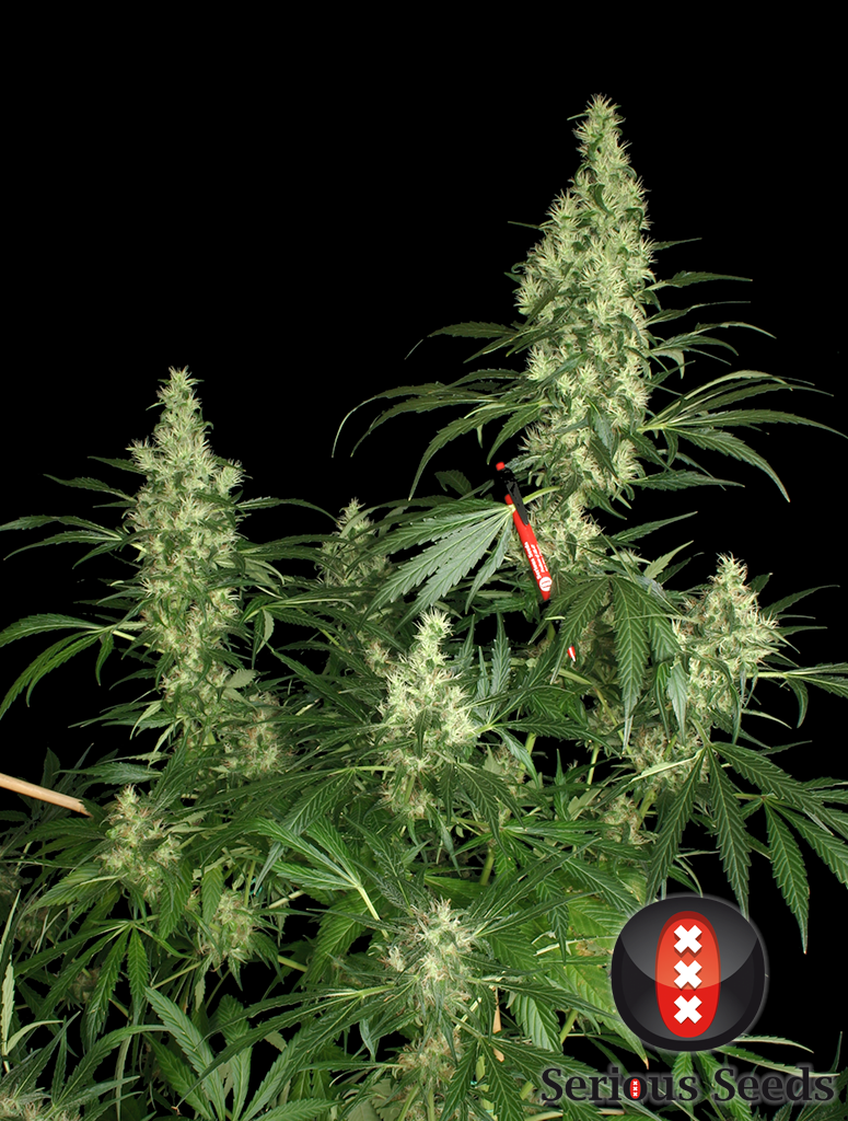 Serious Seeds - Kali Mist (reg.)