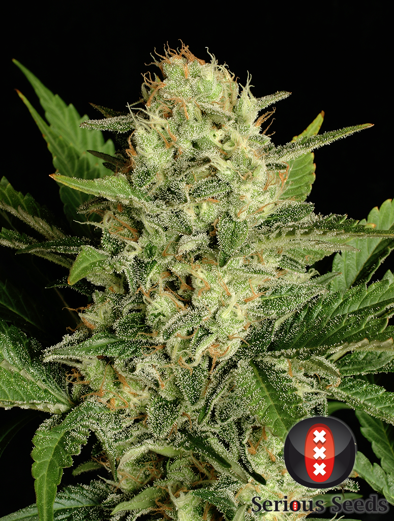 Serious Seeds - Motavation (reg.)