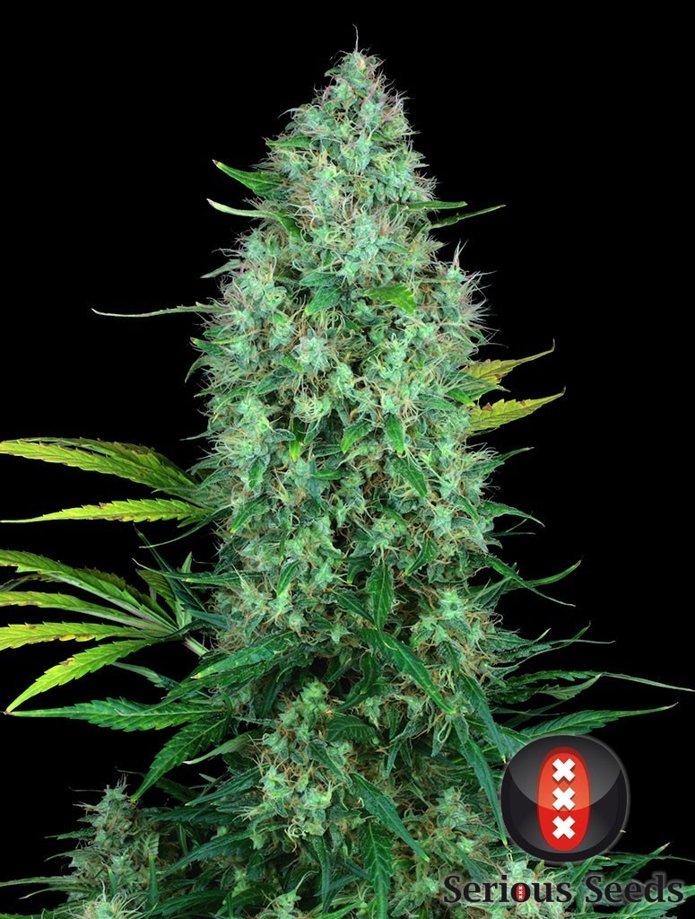 Serious Seeds - Serious 6 (fem.)