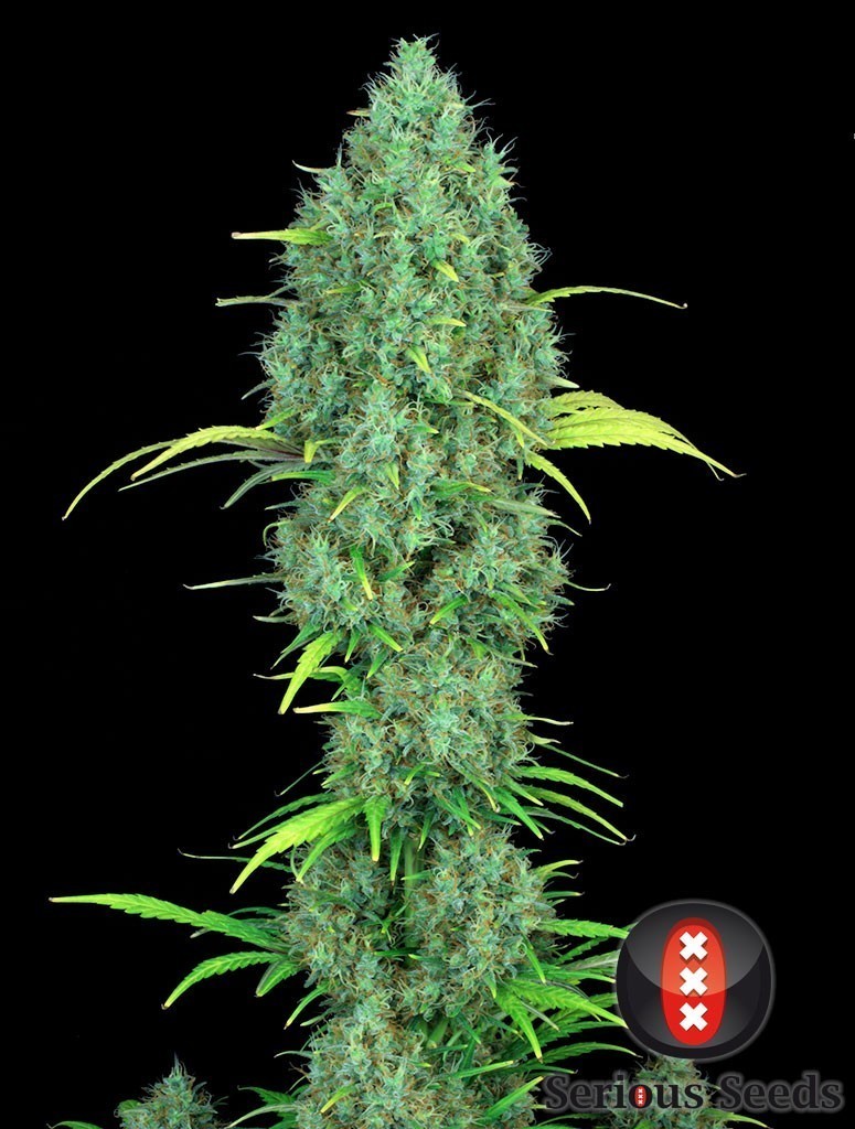 Serious Seeds - Serious 6 (fem.)