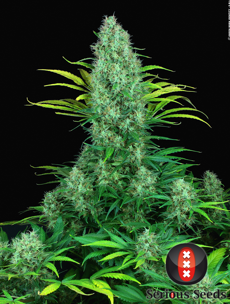 Serious Seeds - Serious 6 (fem.)