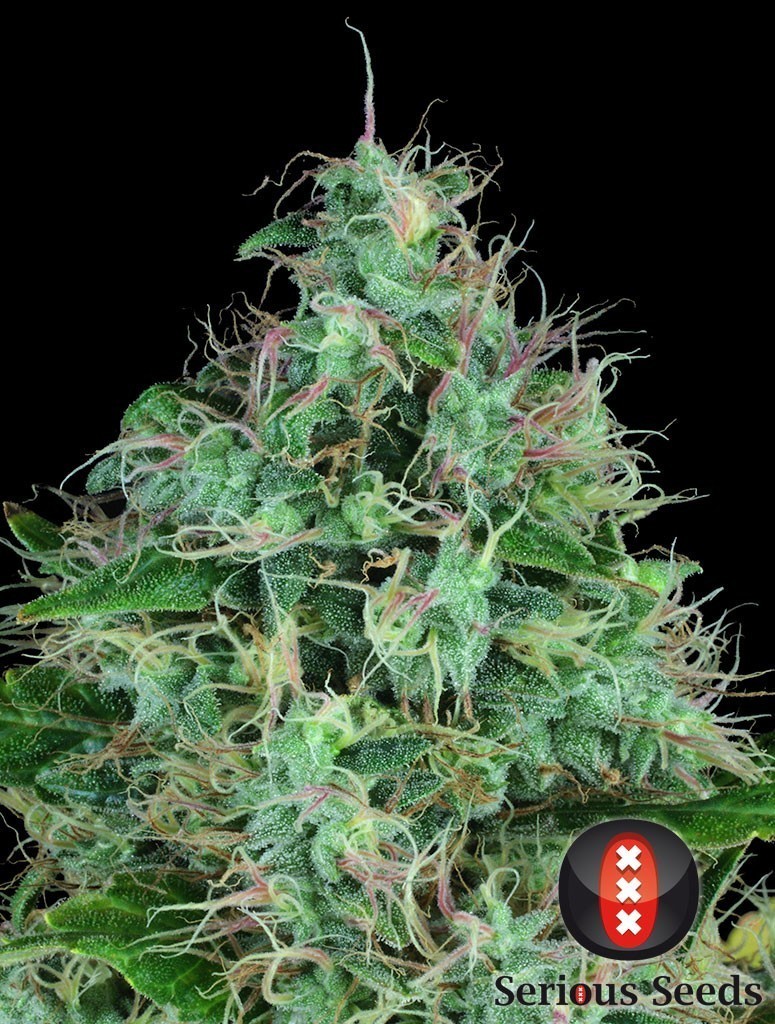 Serious Seeds - Serious 6 (fem.)
