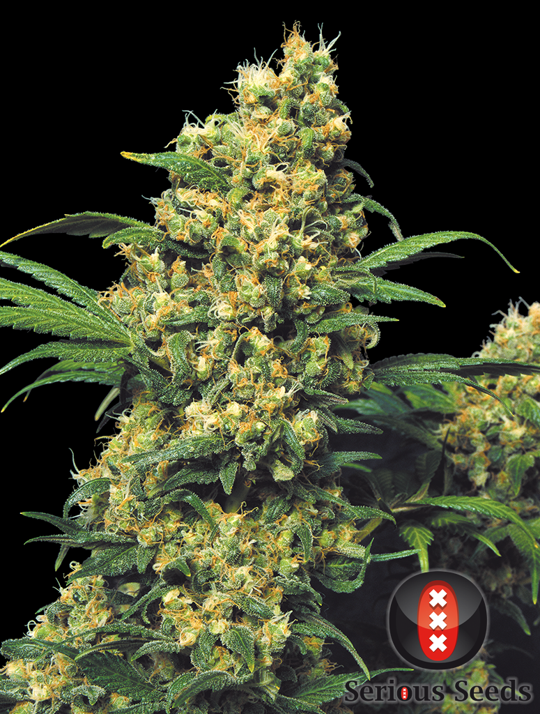 Serious Seeds - Warlock (reg.)