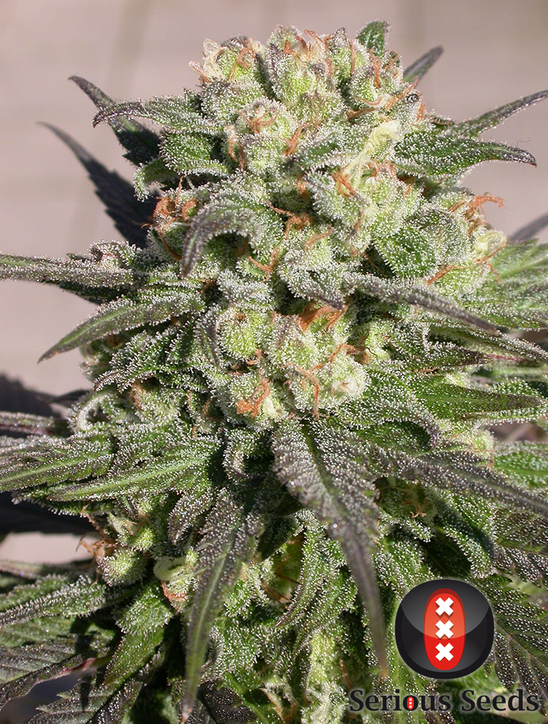 Serious Seeds - Warlock (reg.)