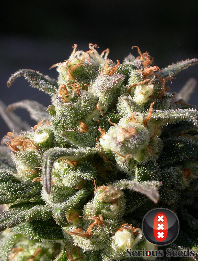 Serious Seeds - Warlock (fem.)