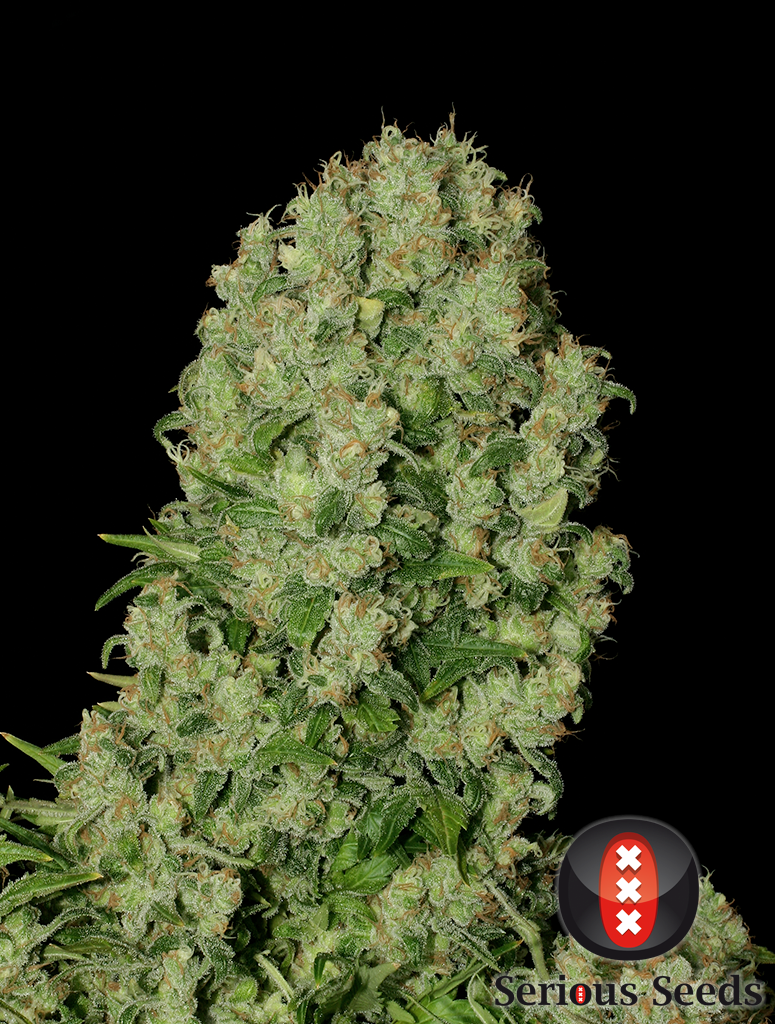 Serious Seeds - White Russian (reg.)