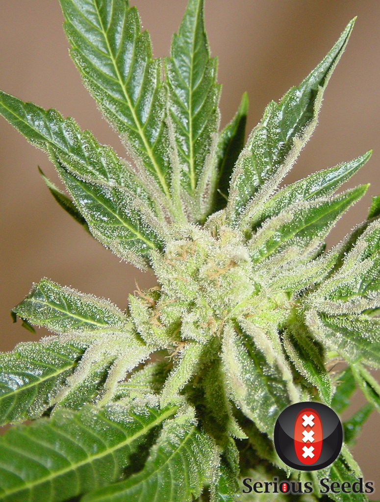 Serious Seeds - White Russian (reg.)