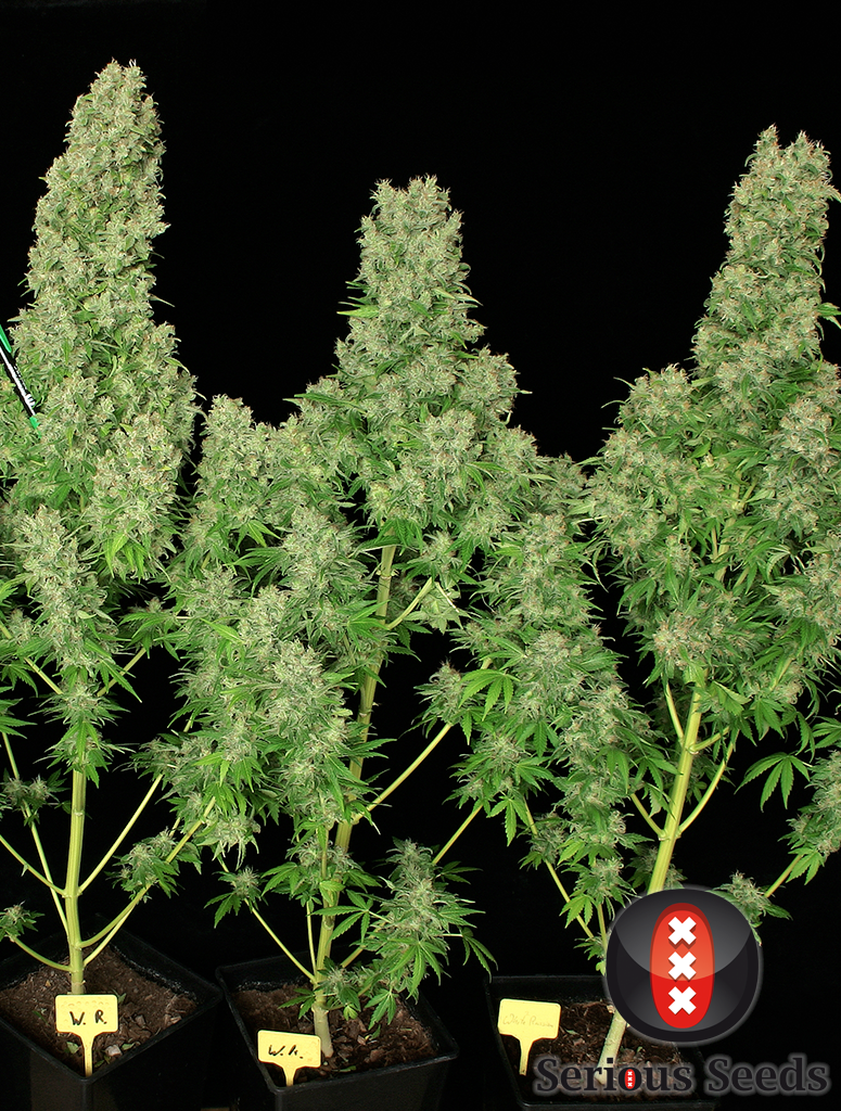 Serious Seeds - White Russian (fem.)
